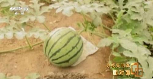 吃瓜很多的人,揭秘网络时代的围观文化