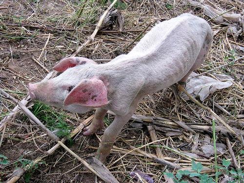 小猪吃瓜高清壁纸,萌态十足高清壁纸赏析