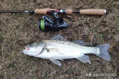 头条怎么钓大货鱼