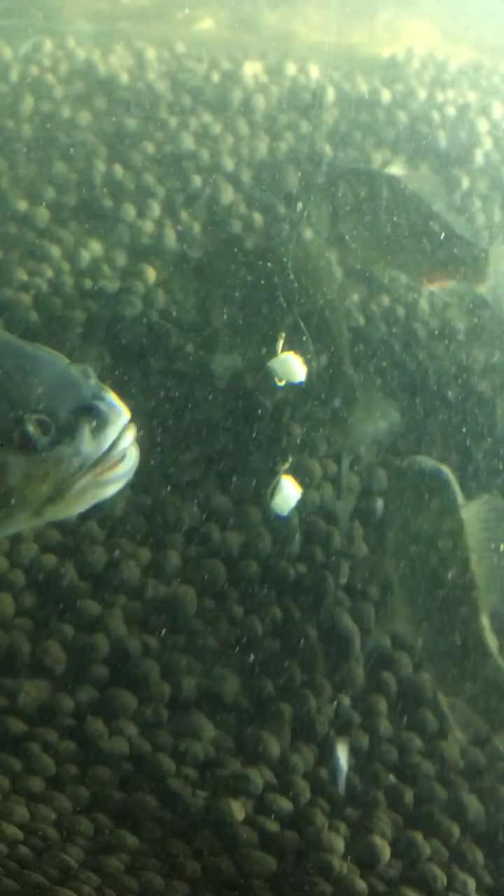 鱼神吃瓜视频,揭秘网络红人背后的故事