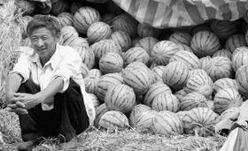 瓜农翻车吃瓜跳桥新闻,悲剧引发社会关注与反思