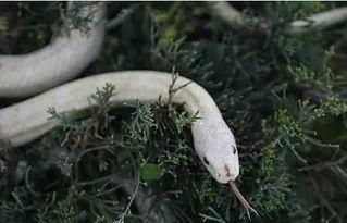 白蛇瓜怎样吃,解锁美味新境界