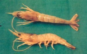 狗虾马明星名字,明星名字背后的故事与魅力