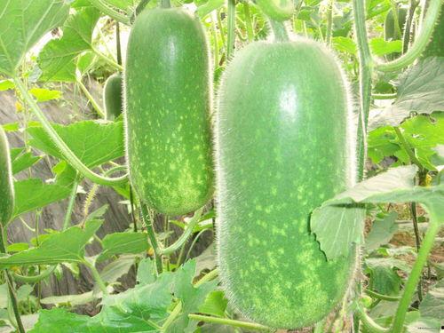 各类吃瓜事件图片高清,吃瓜群众视角下的娱乐圈风云录